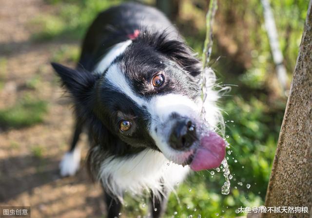 铲屎官别犯这些错误，就能让狗狗多活个两三年，陪你走更长的路