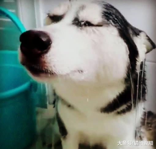 二哈失恋，一回家就把自己关进厕所，主人一看瞬间笑喷！