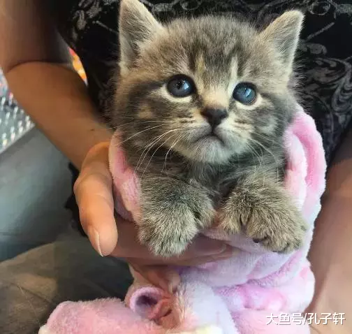 女子捡到一只小奶猫, 模样惹人心疼, 可这两只前爪是怎么回事?