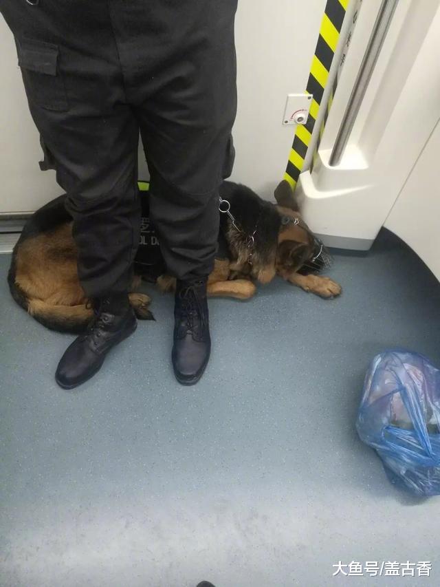 地铁出现德牧警犬，嘴带“口罩”趴在一旁，背后真实原因暖心