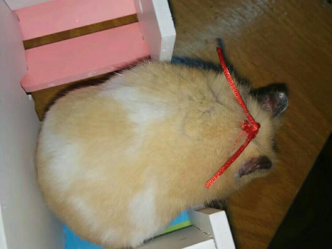 米熊总想着出来外面玩，被我吓了吓以后，它就变得委屈巴巴了