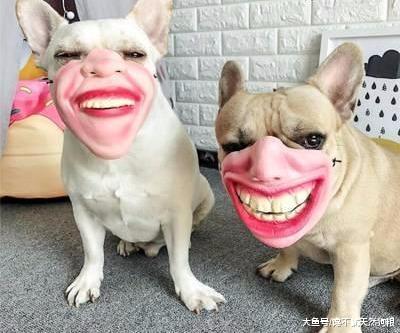 狗狗最爱做的5个“恶作剧”，养狗的人都不陌生，你家的会做吗？