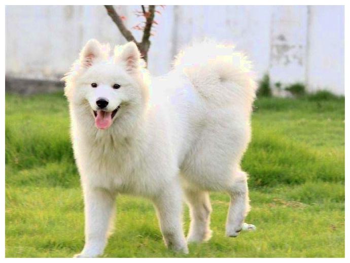 狗狗现已胖成球, 作为主人的很识相: 主动增肌锻炼, 争取能抱动它