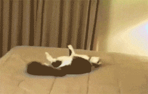 喵星人是最容易發生意外的“高危物種”