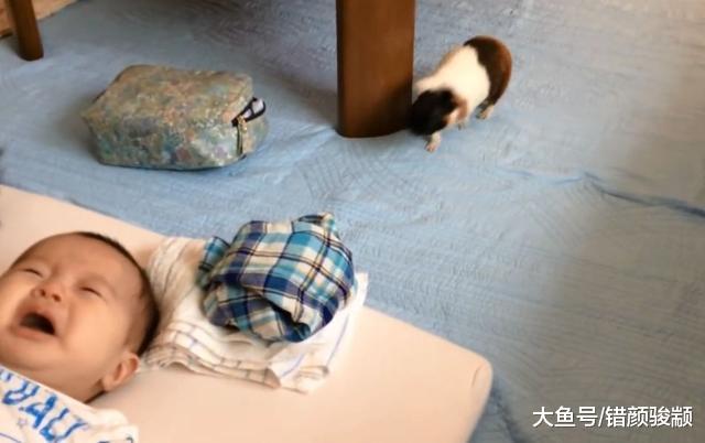 宝宝哭了没人管，荷兰猪忙跑来安慰，还责备主人：怎么当爹妈的？