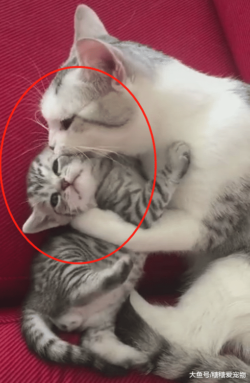 小猫被猫妈强行“舔毛”，一脸生无可恋，猫：我想逃，却逃不掉