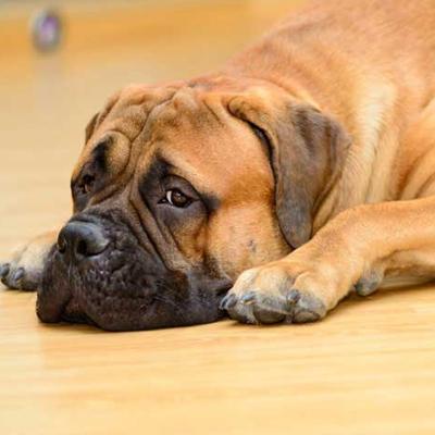 狗狗玻璃胃，乱吃东西立刻就消化不良，大多数是主人错误喂食