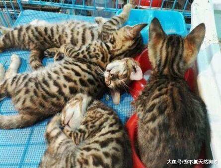 千万注意这5类猫咪，再便宜也不能买，有诈！