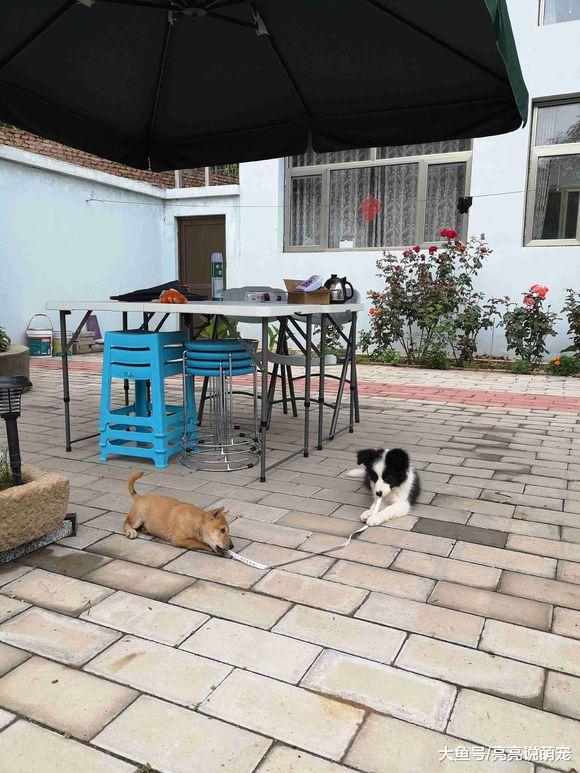 土狗一点“共享”意识都没有，它喜欢的就要全部抢过来