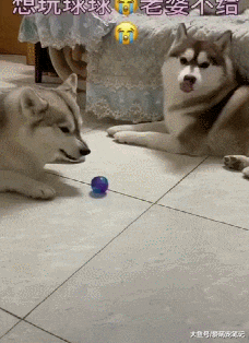 主人养了母犬后，二哈的生活就悲剧了，网友：标准的“妻管严”