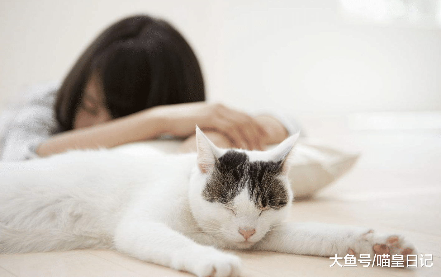 喵星人究竟可以無恥到什么程度？網友：它就是見利忘義的墻頭草！