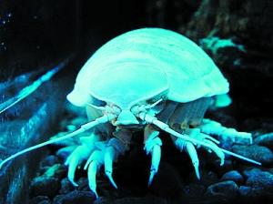 动物趣闻：盘点地球上的“外星生物”