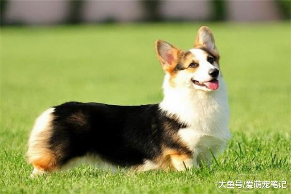 妹子养了一只柯基，养了一年后发现它无所不能，一看就是别人家的