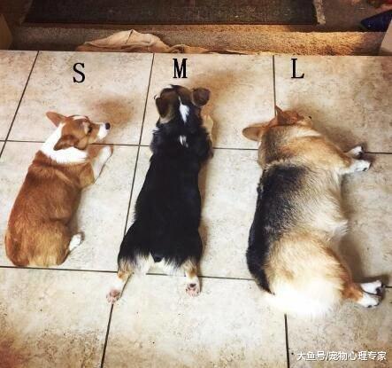 辟谣：狗狗抖腿是闹着玩？别不当回事，这可能是疾病的前兆