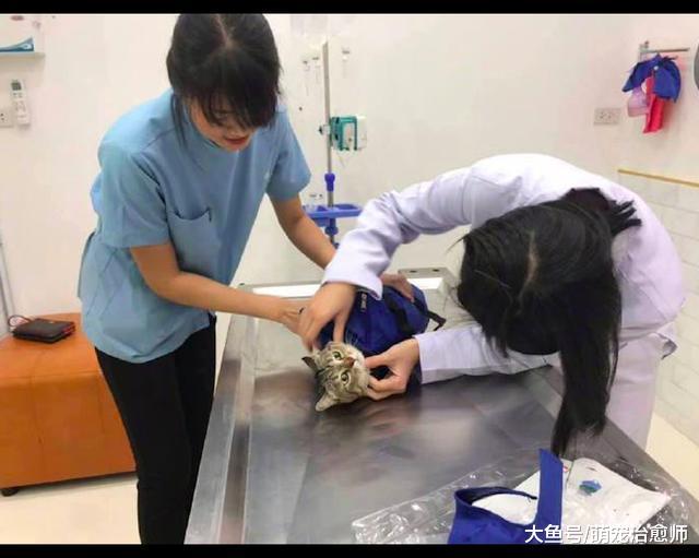主人把貓咪騙到了醫院，結果它一臉不敢相信：你的良心不會痛嗎？