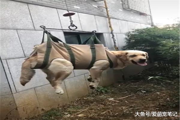 养了十年的拉布拉多腿脚不便，老丈人给它做了个吊机，简直宠上天