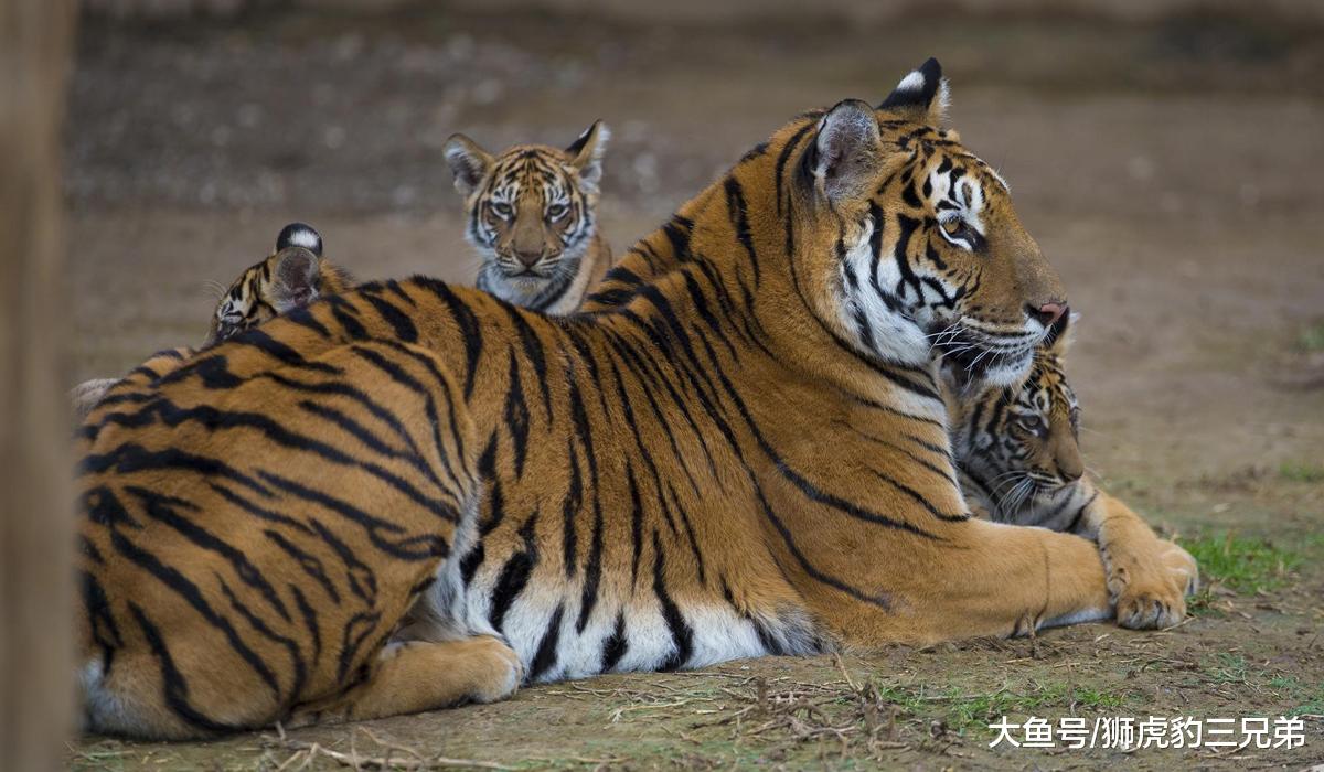 狮群里的趣事，雄狮要让自己后代更强大，雌狮偏不让它如意