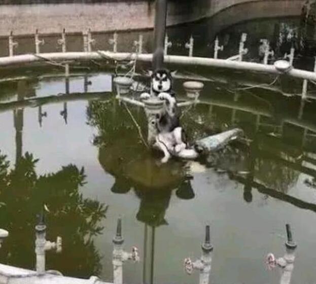 双脚离地，聪明的智商占领高地！二哈掉到水池后居然懂得求救了！
