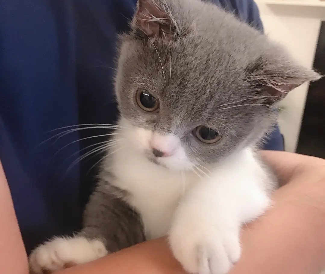 猫粮容易坏牙，一些给猫咪清洁牙齿的好东西必须用上