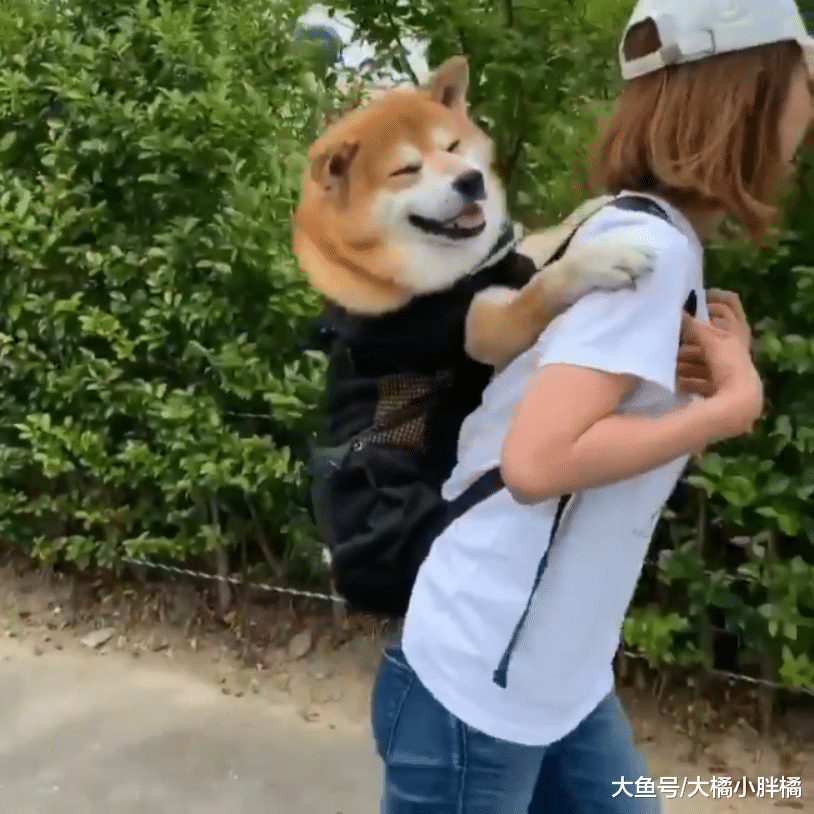 宠主背着柴犬去散步，路人投来异样目光，真相却不是为了哗众取宠