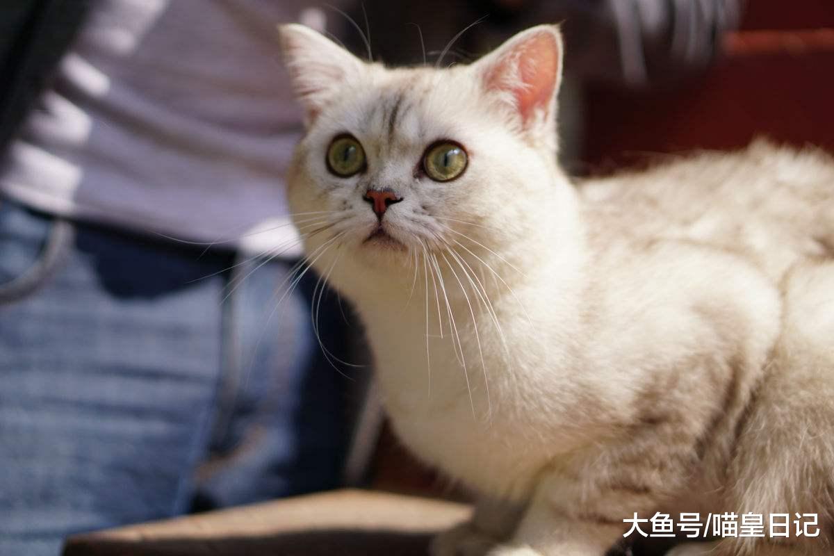 盤點英國短毛貓常見的五種顏色，看看哪一種是你的最愛呢？