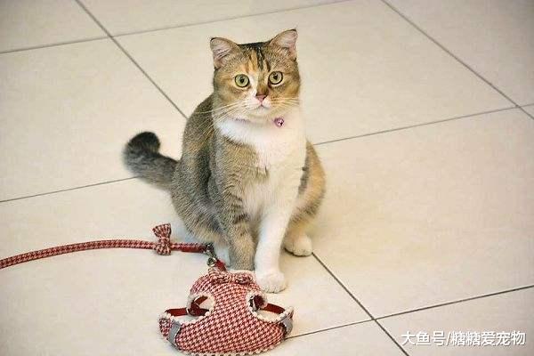 貓咪搖尾巴就是高興？恰恰相反，別再一廂情愿了！貓：我超氣的！