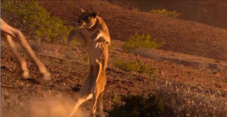 年幼狮子初捕食被长颈鹿所伤，威严自尊碎一地