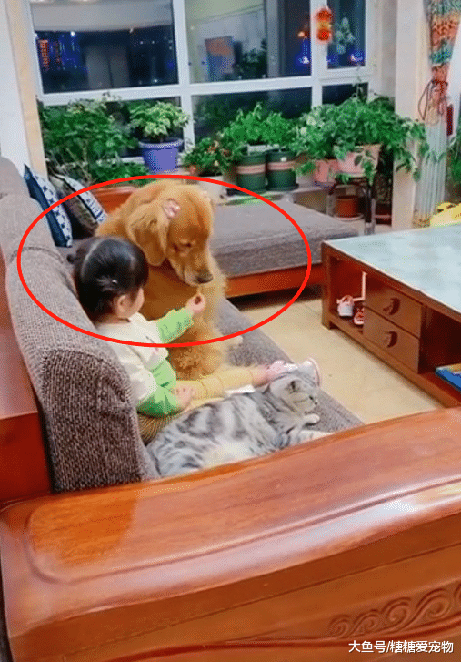 女儿带着猫狗看电视，不断喂狗狗吃零食，猫咪一旁的表情哭笑不得