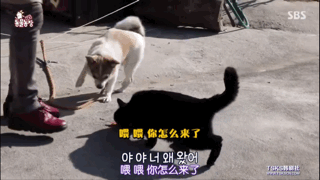无赖黑猫吃光狗粮，狗主人却决定把它养回家！狗：？
