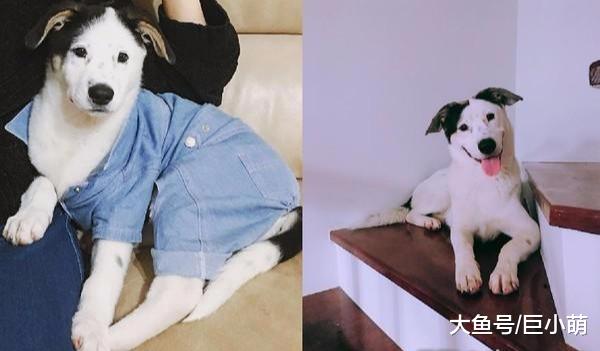 狗狗在年幼时是单眼皮，长大后自动开眼角，这是偷偷去整容了吧