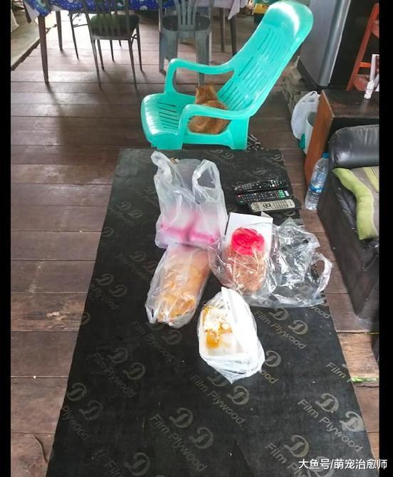 网友买的早餐被猫偷吃了, 它胡须上有残渣但还不想承认: 我没有!