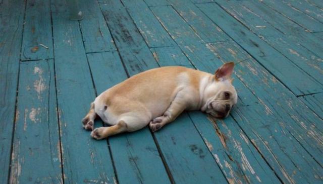 狗狗一天睡10多小时，是不是生病了？为什么狗一天睡这么多？