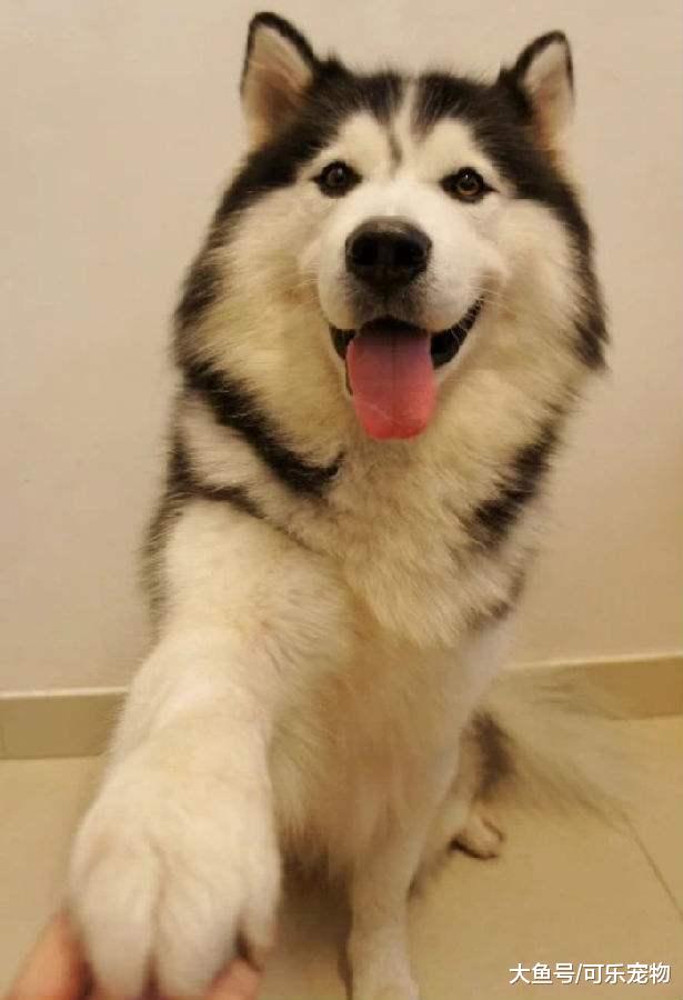 铲屎官带回来一只兔子，二哈将其当成了朋友，每天都会和兔子玩耍