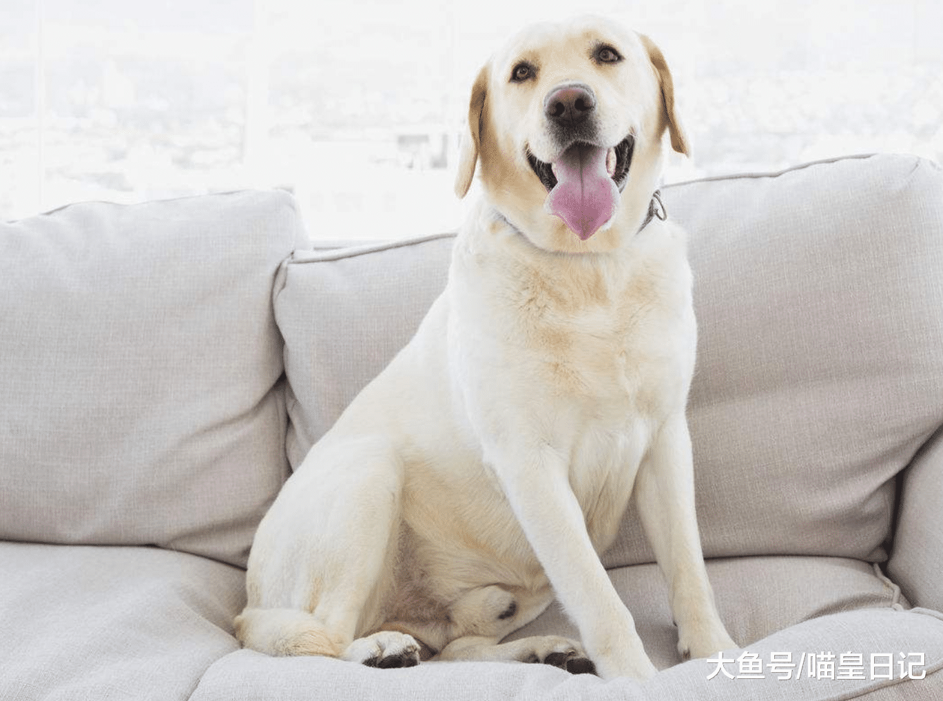 养狗小课堂：关于狗狗的喂食问题，主人需要知道这四个关键！