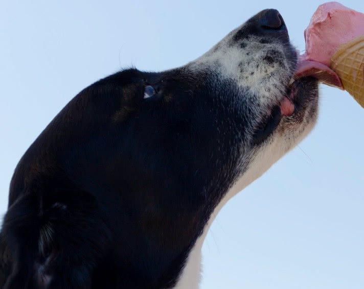 大、中、小型犬對狗糧有哪些不同需求，如何為狗狗選擇合適狗糧