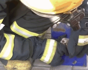 都吹国外的消防员对动物多好，中国的也不差，保护生命不分国界！