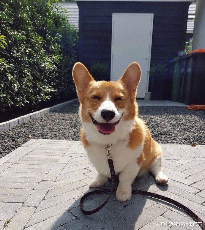 准备给狗接生，一检查全家都怒了