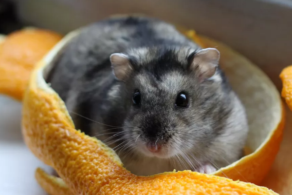 铲屎官想训练自家鼠子和自己玩？那就学学这几招