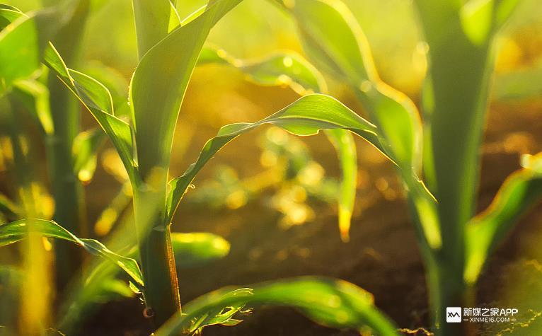 曝光农村创业致富，投资小利润大