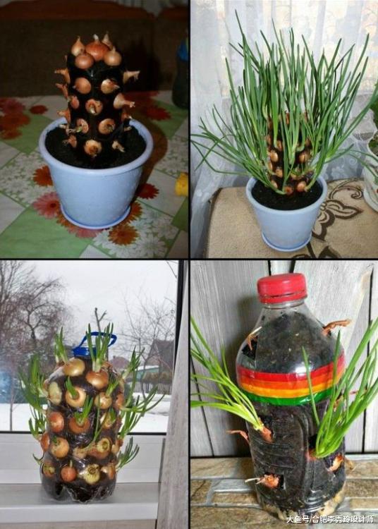 ?塑料油桶斜切几刀，能种30颗洋葱，个头大又好看，叶子还能炒着吃