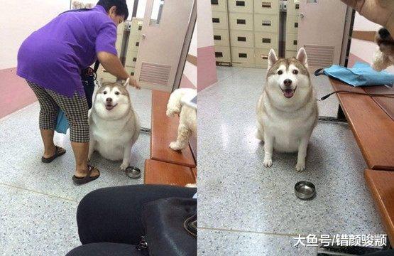 铲屎的养了两只哈士奇，每次带出门，见到的人都笑到胃疼……