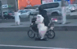 誰說薩摩耶都是傻白甜，你看看這位老司機...