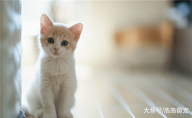 关于猫咪的6个小知识, 家里常养猫的都不一定知道, 你知道几个?