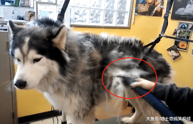 妹子幫二哈洗澡后，結果她卻滿頭“白發”，屋里像下雪一樣