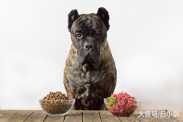 狗狗冻干食物是什么？有什么好处？狗狗爱吃吗？