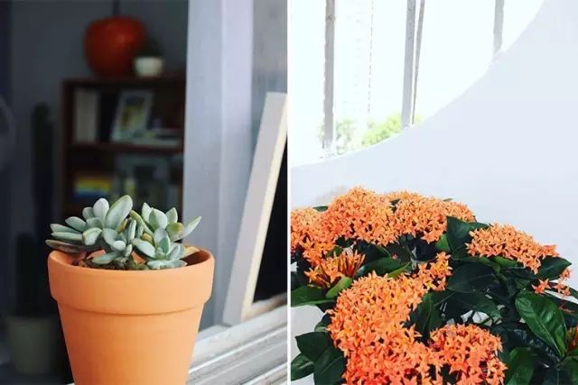 超励志的合租姑娘，爆改出租房到人生赢家的旅程！