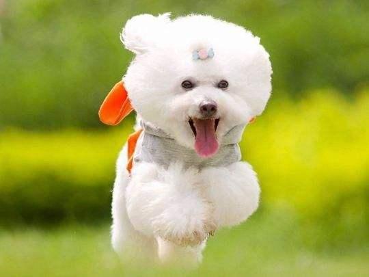 原以为养比熊犬很简单，但养了之后才发现，这6件事真让人费心！