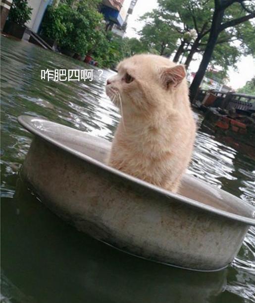 雨灾来临淹了家，主人急中生智让猫咪逃生，猫：朕的江山只剩江了？