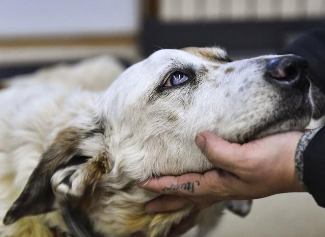 称赞和抚摸，哪个会让狗狗更快乐？研究发现，狗狗更喜欢被摸