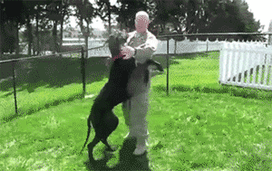 外国小哥实力演绎养狗和养猫的区别，太形象生动了